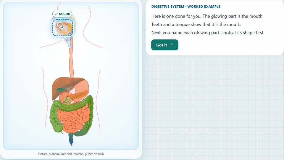 Inside Story: Label the Organs